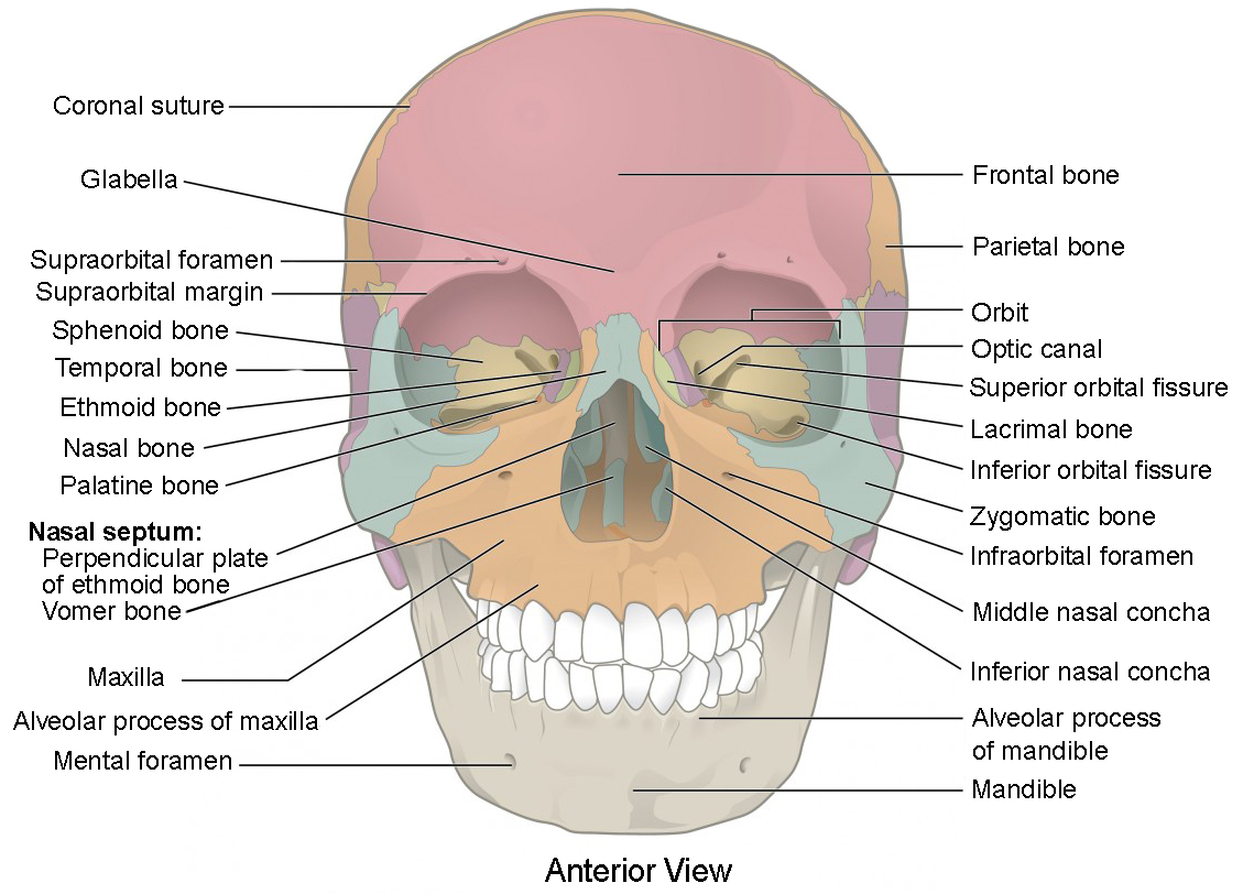 This image shows the anterior view (from the front) of the human skull. The major bones on the skull are labeled.