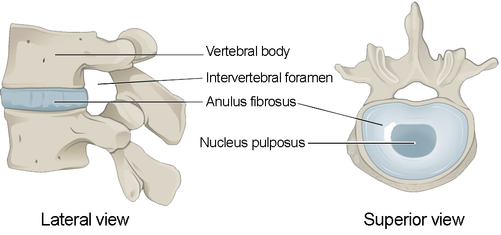 This image shows the structure of the intervertebral disk. The left panel shows the lateral view and the right panel shows the superior view.