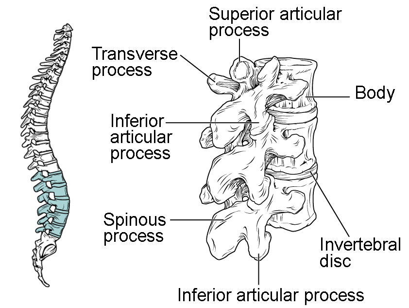 This image shows the location and structure of the lumbar vertebrae. The left panel shows the location of the lumbar vertebrae (highlighted in green) along the vertebral column. The right panel shows the inferior articular process and the major parts are labeled.