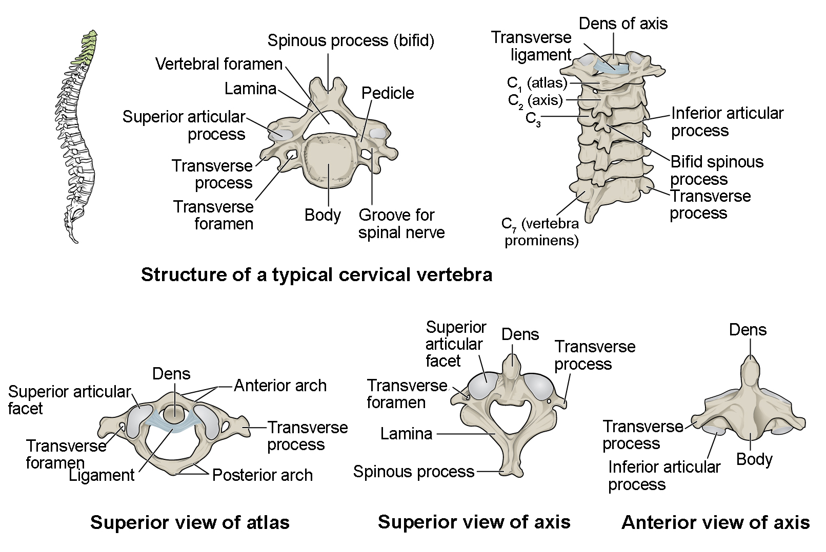 This figure shows the structure of the cervical vertebrae. The left panel shows the location of the cervical vertebrae in green along the vertebral column. The middle panel shows the structure of a typical cervical vertebra and the right panel shows the superior and anterior view of the axis.