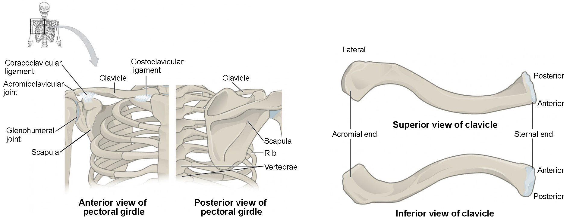 This figure shows the rib change. The top left panel shows the anterior view, and the top right panel shows the posterior view. The bottom panel shows two bones.