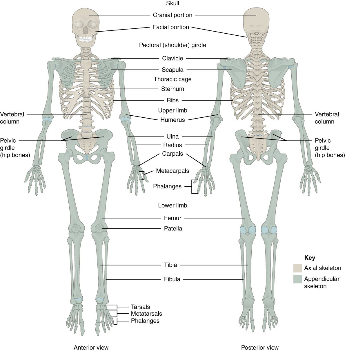This figure shows the human skeleton. The left panel shows the anterior view, and the right panel shows the posterior view.