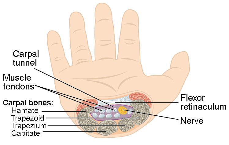 This figure shows a hand and a cross-section image of the nerves at the wrist.