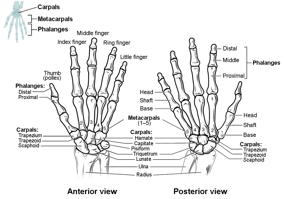 This figure shows the bones in the hand and wrist joints. The left panel shows the anterior view, and the right panel shows the posterior view.