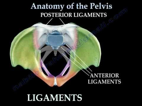 Thumbnail for the embedded element "Anatomy Of The Pelvis - Everything You Need To Know - Dr. Nabil Ebraheim"