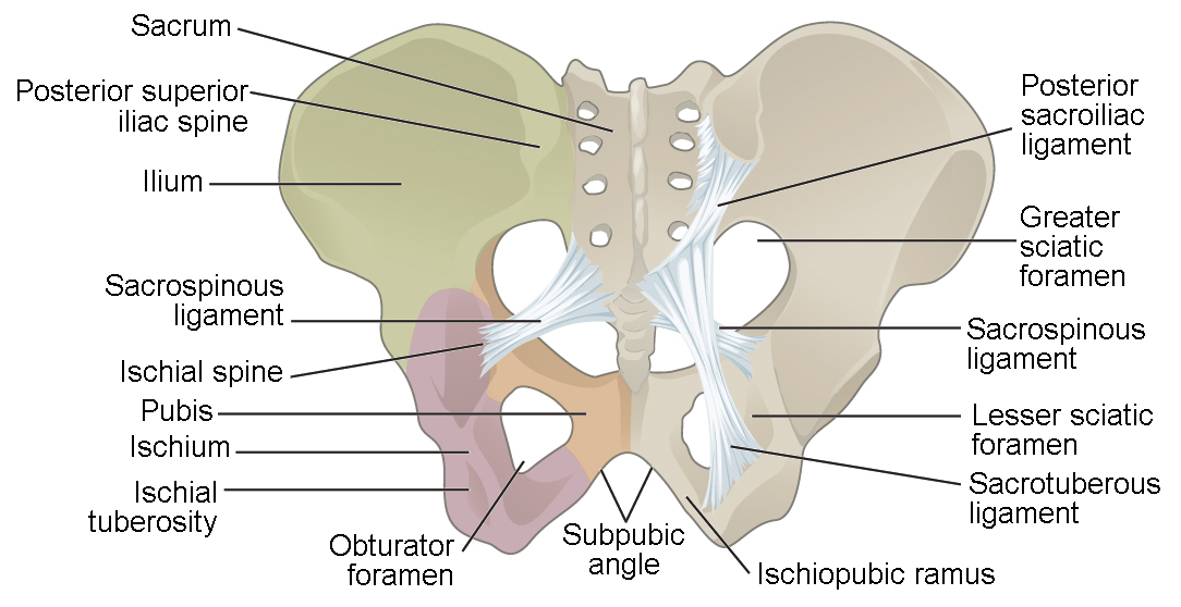 This figure shows the pelvic bone. The ligaments in the pelvis are labeled.