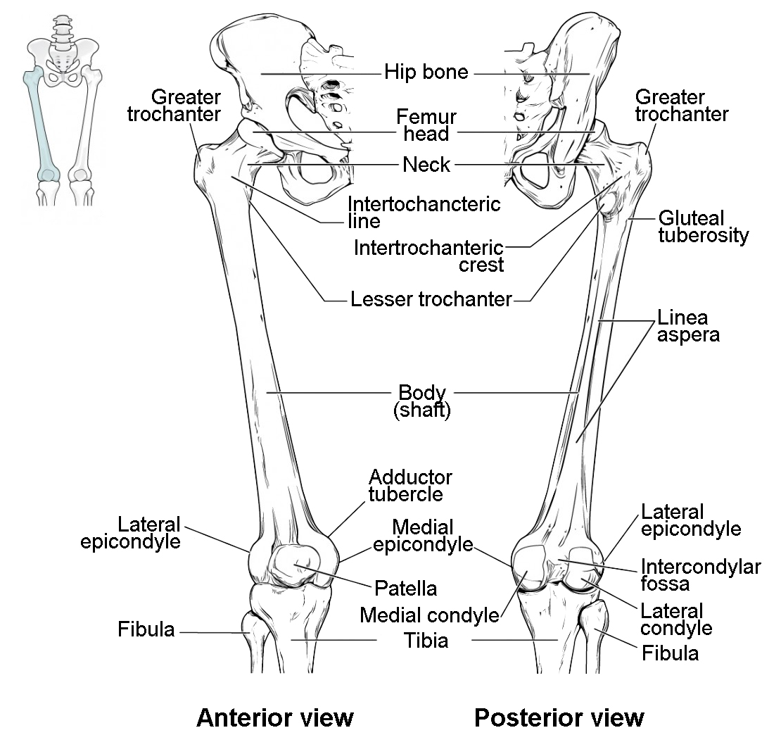 This diagram shows the bones of the femur and the patella. The left panel shows the anterior view, and the right panel shows the posterior view.