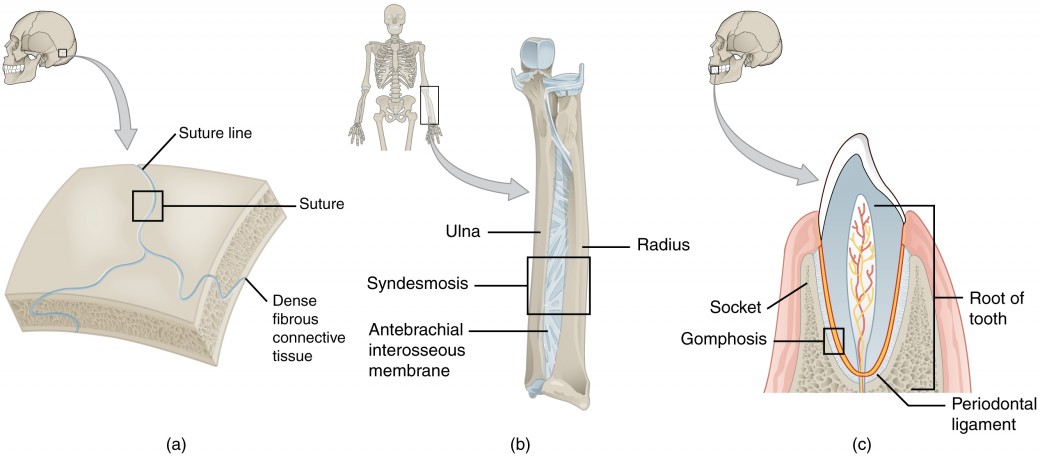 This figure shows the different types of fibrous joints. The right panel shows sutures, the middle panel shows an interosseous membrane, and the left panel shows a gomphosis.