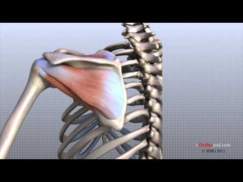Thumbnail for the embedded element "Shoulder Anatomy Animated Tutorial"