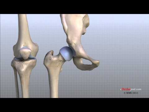 Thumbnail for the embedded element "Knee Anatomy Animated Tutorial"