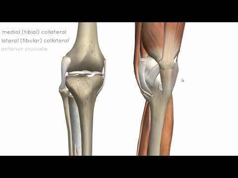 Thumbnail for the embedded element "Knee Joint - Part 2 - 3D Anatomy Tutorial"