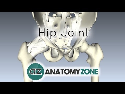 Thumbnail for the embedded element "Hip Joint - 3D Anatomy Tutorial"