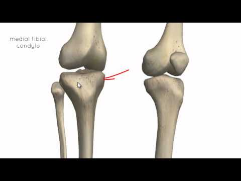 Thumbnail for the embedded element "Knee Joint - Part 1 - 3D Anatomy Tutorial"