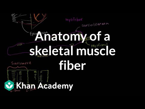 Thumbnail for the embedded element "Anatomy of a muscle cell"
