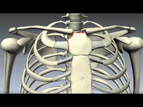 Thumbnail for the embedded element "Sternum - 3D Anatomy Tutorial"