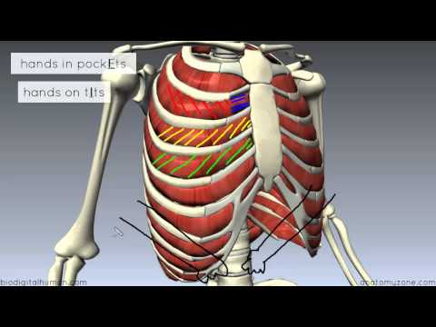 Thumbnail for the embedded element "Muscles of the Thoracic Wall - 3D Anatomy Tutorial"
