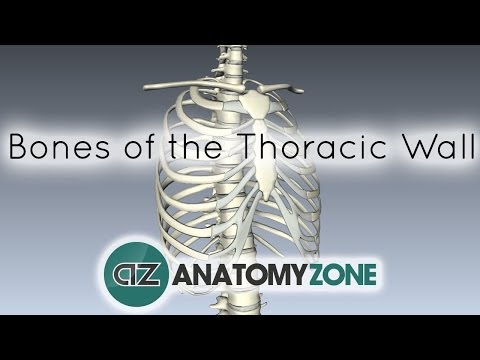 Thumbnail for the embedded element "Bones of the Thoracic Wall - 3D Anatomy Tutorial"