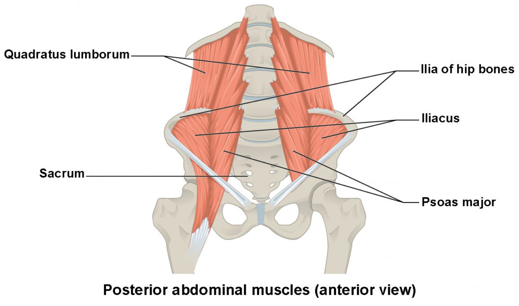 The anterior view of the posterior abdominal muscles.