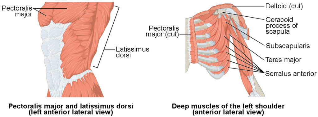 The left panel shows the lateral view of the pectoral and back muscles, and the right panel shows the anterior view of the deep muscles of the left shoulder