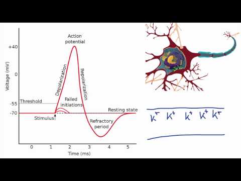 Thumbnail for the embedded element "013 A Review of the Action Potential"