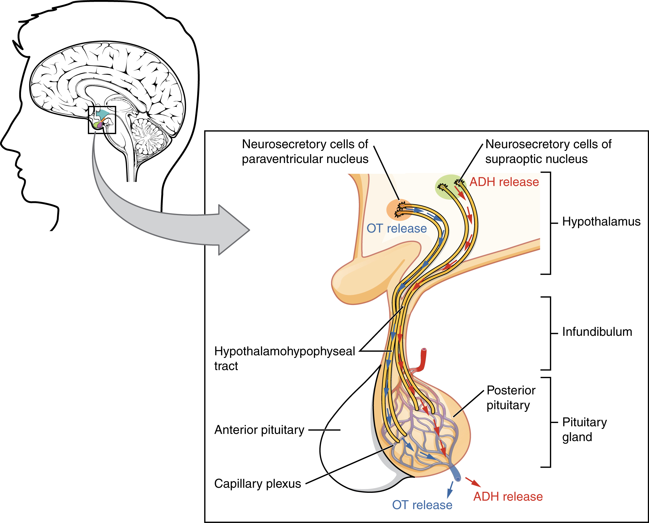 1807_The_Posterior_Pituitary_Complex1.jpg