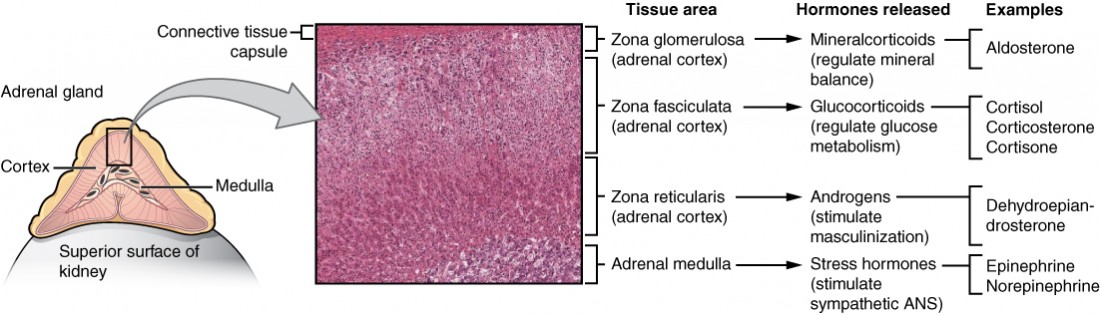 This diagram shows the left adrenal gland located atop the left kidney. The gland is composed of an outer cortex and an inner medulla all surrounded by a connective tissue capsule. The cortex can be subdivided into additional zones, all of which produce different types of hormones. The outermost layer is the zona glomerulosa, which releases mineralcorticoids, such as aldosterone, that regulate mineral balance. Underneath this layer is the zona fasciculate, which releases glucocorticoids, such as cortisol, corticosterone and cortisone, that regulate glucose metabolism. Underneath this layer is the zona reticularis, which releases androgens, such as dehydroepiandrosterone, that stimulate masculinization. Below this layer is the adrenal medulla, which releases stress hormones, such as epinephrine and norepinephrine, that stimulate the symphathetic ANS.