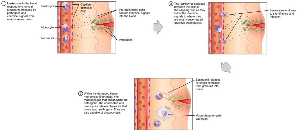 This figure shows how leukocytes respond to chemical signals from injured cells. The top panel shows chemical signals sent out by the injured cells. The middle panel shows leukocytes migrating to the injured cells. The bottom panel shows macrophages phagocytosing the pathogens.