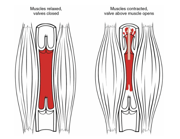 Image of skeletal muscle pump.