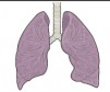 a pair of lungs