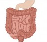 A diagram of the stomach and intestines