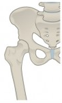 the hip and leg bone