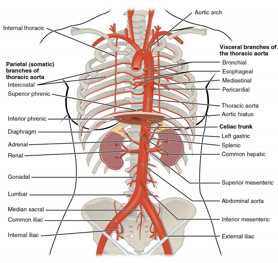 This diagram shows the arteries in the thoracic and abdominal cavity.