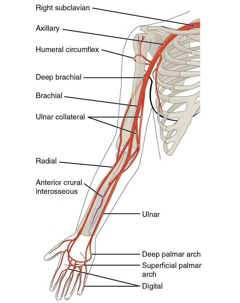 This diagram shows the arteries in the arm.