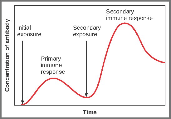 This graph shows the antibody concentration as a function of time in primary and secondary response.