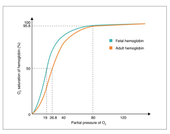 Oxygen-Hemoglobin Dissociation Curves in Fetus and Adult