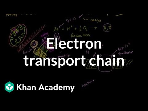 Thumbnail for the embedded element "Electron Transport Chain"