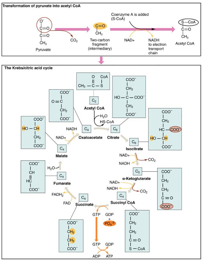 The Krebs Cycle Diagram