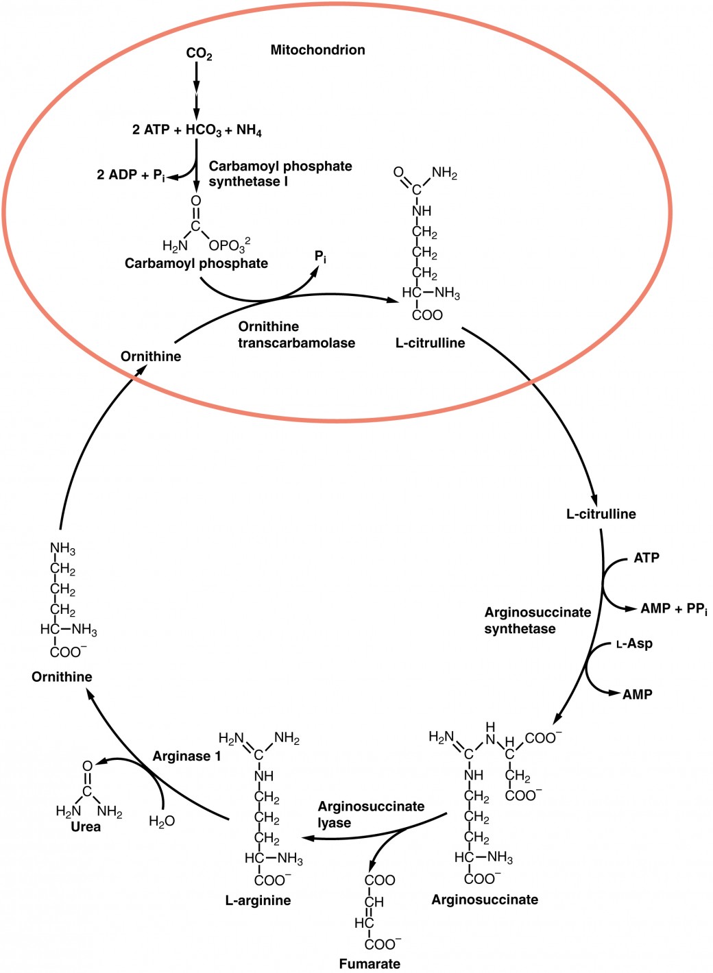This image shows the reactions of the urea cycle and the organelles in which they take place.