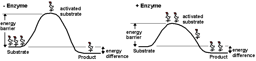 A noncatalyzed reaction is shown on the left and an enzyme-catalyzed reaction is shown on the right. The enzyme reduces the energy barrier required to activate the substrate, allowing more substrates to become activated, which increases the rate of product formation. Note that the energy difference between the substrate and the product is not changed by the enzyme.