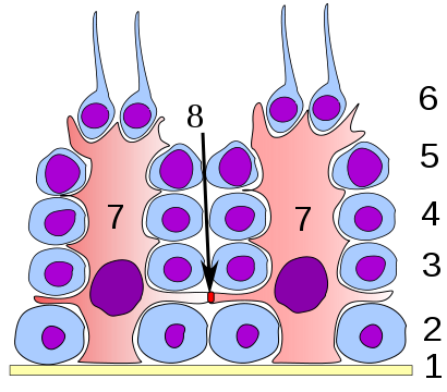 Germinal epithelium of the testicle. 1 basal lamina, 2 spermatogonia, 3 spermatocyte 1st order, 4 spermatocyte 2nd order, 5 spermatid, 6 mature spermatid, 7 Sertoli cell, 8 occlusive junctions
