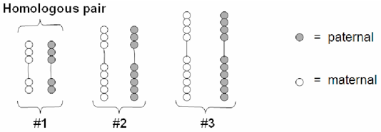 This is what your critter's chromosomes look like in the unreplicated form. Note that there are six chromosomes here consisting of three homologous pairs. Each chromosome pair consists of a maternal and paternal version of the chromosome. The maternal and paternal versions are represented by the respective bead color.