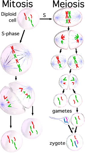 Cell reproduction that involves mitosis. Most eukaryotic organisms like humans have more than one chromosome. In order to make sure that a copy of each chromosome gets segregated into each daughter cell, the spindle apparatus is used (blue threads). The chromosomes are moved along the long thin microtubules like trains moving along train tracks. Humans are diploid; we have two copies of each type of chromosome, one from the father (red) and one from the mother (green). Cell reproduction that involves meiosis. The human sex cells (gametes) are produced by meiosis. For sperm production there are two cytokinesis steps that produce a total of four cells, each with half the normal number of chromosomes. The situation is different in the ovaries for egg production where one of the four sets of chromosomes that is segregated is placed in a large egg cell, ready to be combined with the DNA from a sperm cell.