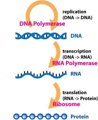 An overview of the (basic) central dogma of molecular biochemistry with all enzymes labeled.