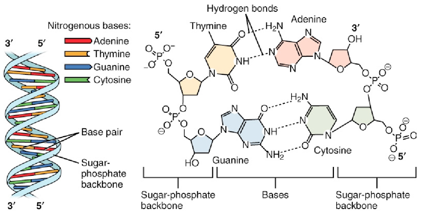 This figure shows the DNA double helix on the left panel. The different nucleotides are color-coded. In the right panel, the interaction between the nucleotides through the hydrogen bonds and the location of the sugar-phosphate backbone is shown.