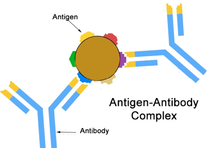 Antigen-Antibody complex.