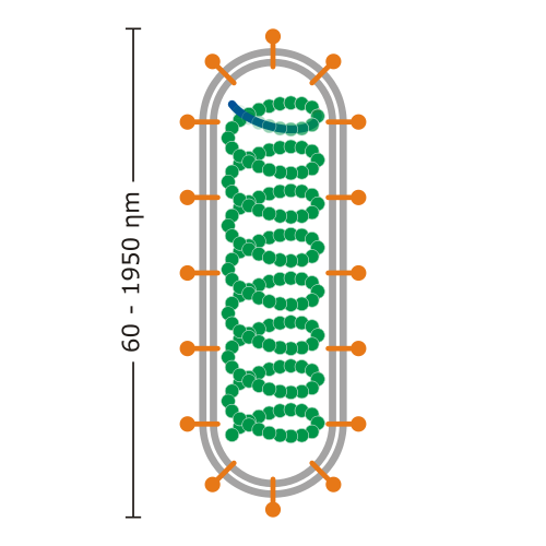 Structure of a enveloped helical virus.