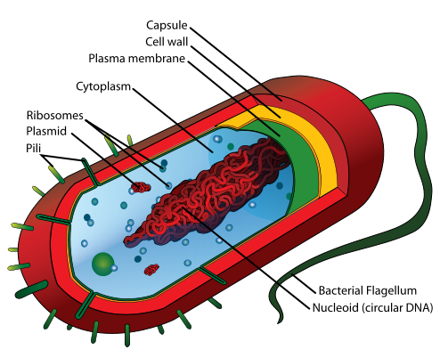 A diagram of a typical prokaryotic cell. This diagram, made in Adobe Illustrator, is an improved version of a similar diagram, Image:Prokaryote cell diagram.svg, which was also made by LadyofHats. Besides general appearance changes, this version adds plasmids and pili, and notes that DNA is circular. Latina: Diagramma cellulae naturalis prokaryoticae.