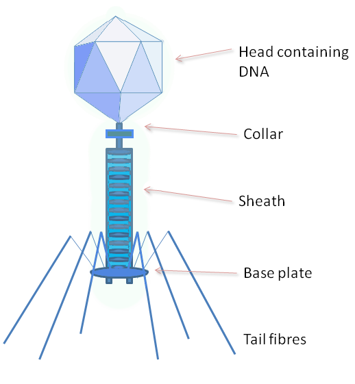 The structure of a typical bacteriophage