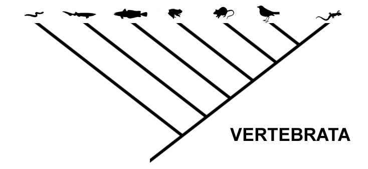 Cladogram of Vertebrata, showing the evolutionary relationship of a hagfish, shark, bony fish, frog, rat, bird, and lizard. The animals derive from a common ancestor separately and in the order listed.