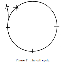 Figure 7: The Cell Cycle. A blank circle with an arrow around the perimeter, indicating clockwise movement